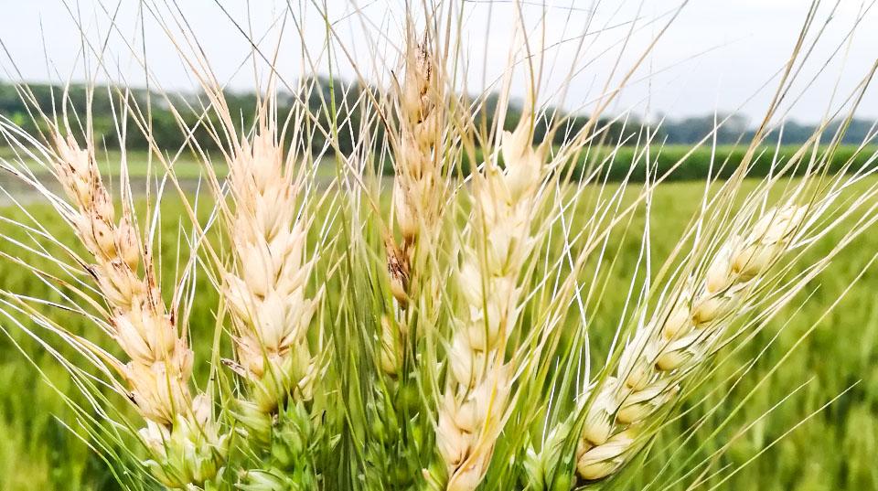 wheatblast affected wheat in a field