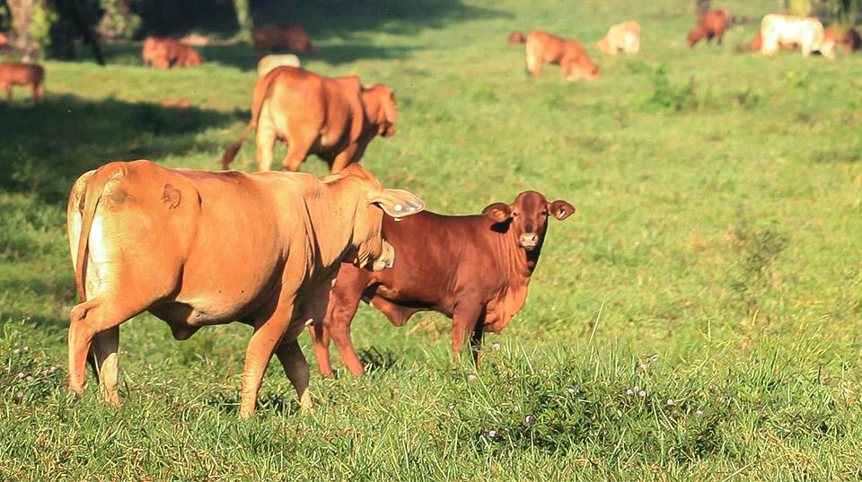 cows and bulls standing in a green paddock