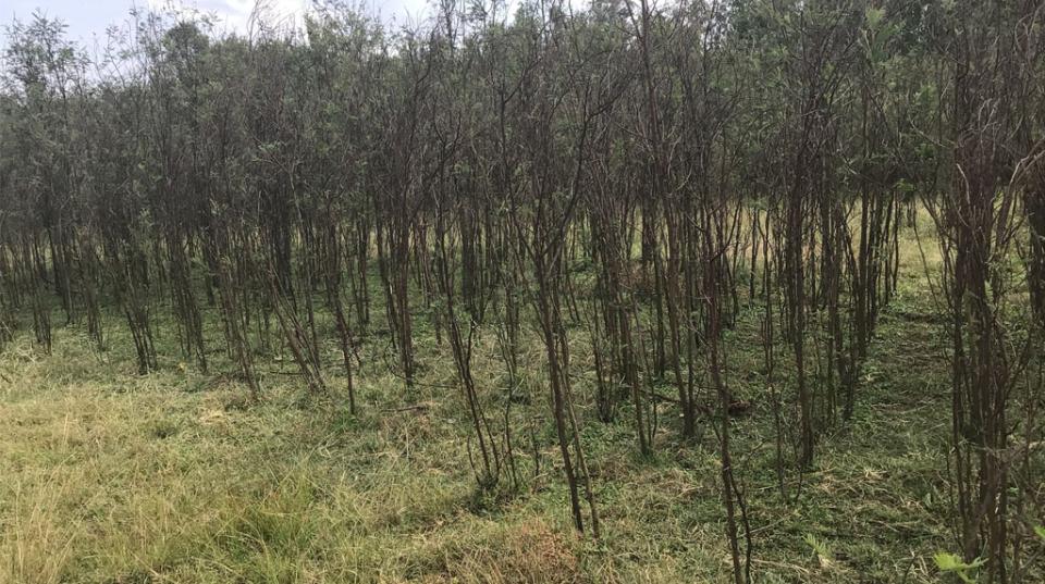 Acacia decurrens in Ethiopia. 