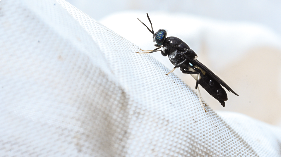 a close up of a black soldier fly