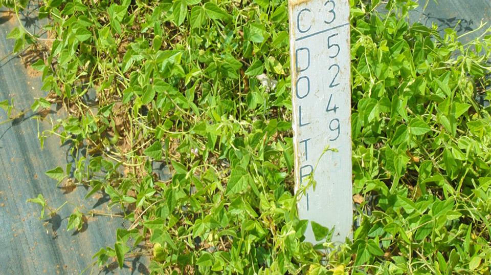 green plants layed out on black cloth next to a sign