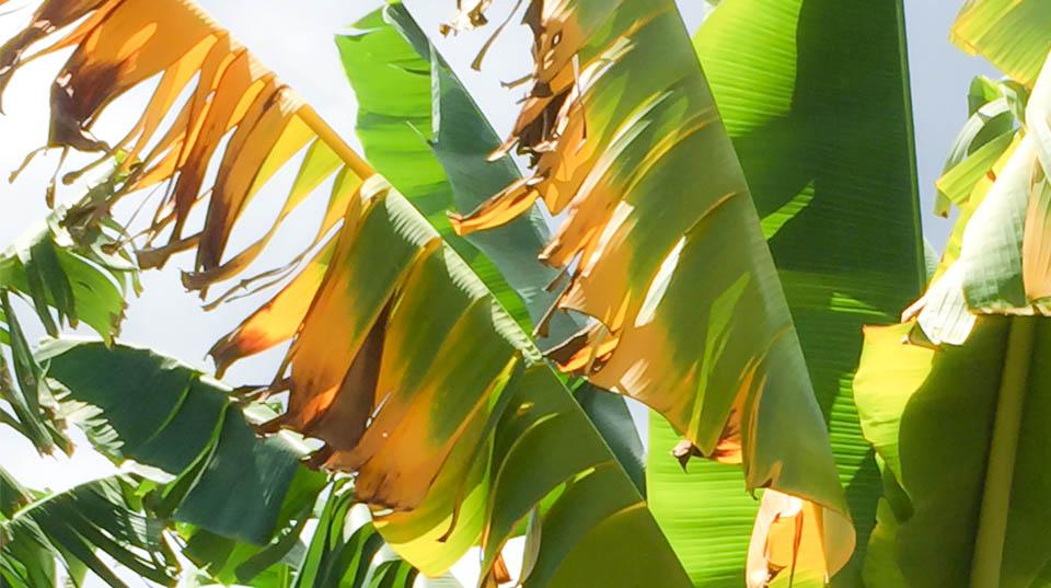 a close up of banana leaves