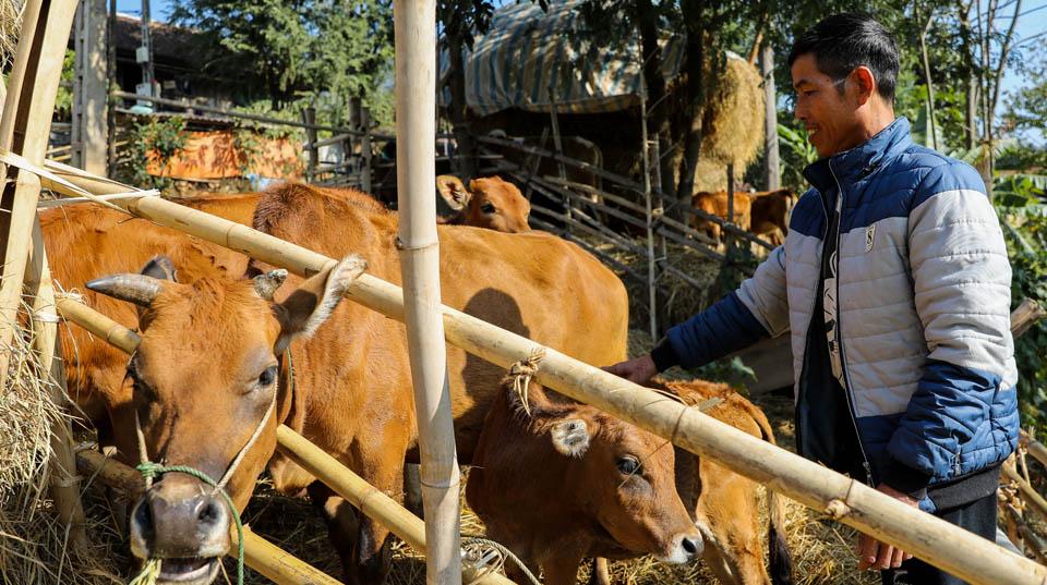 A man tending to livestock in a farm enclosure