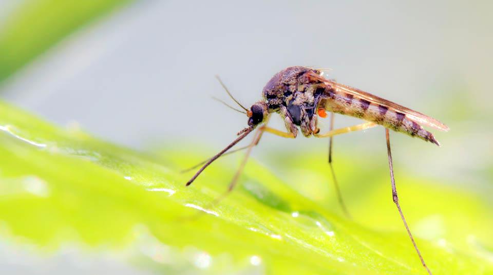 close-up of a mosquito on a green leaf