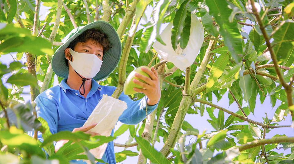 close up of man wearing a face mask, holding a mango