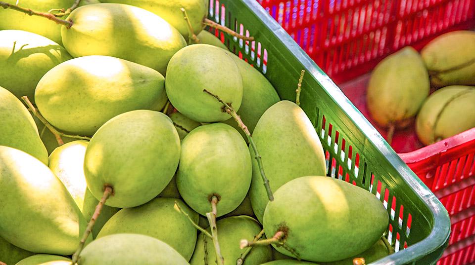 close up of mangoes in plastic crates