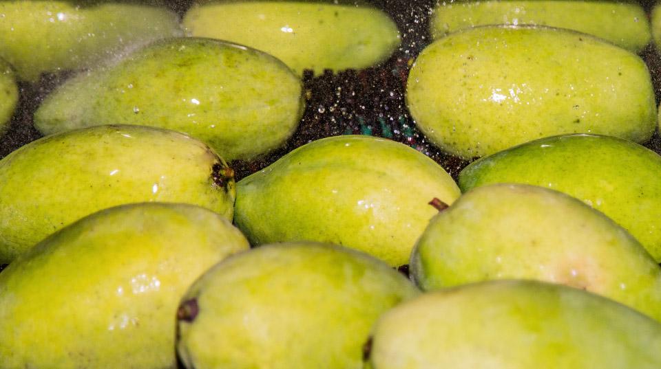 mangoes being washed