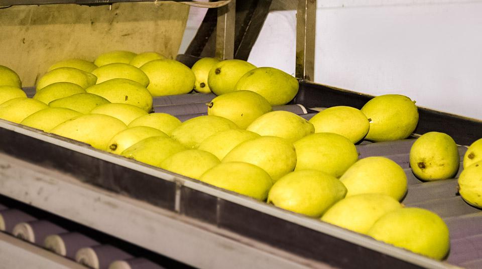 mangoes on a conveyer belt