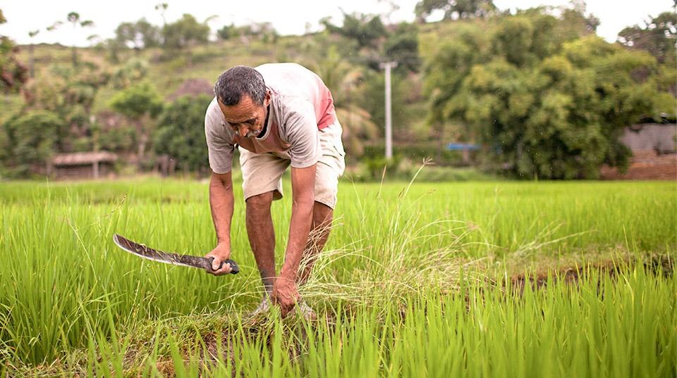 a man cutting grass