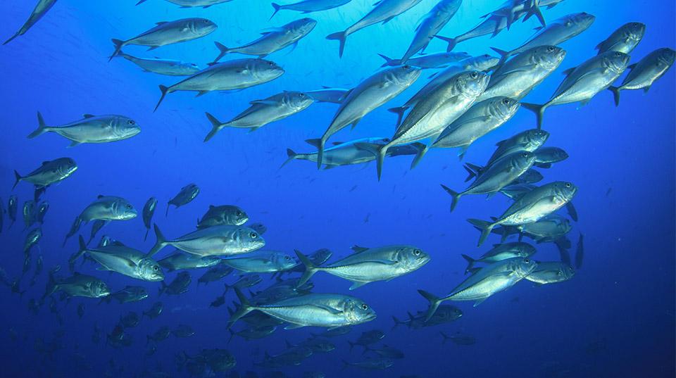 school of fish in the ocean in blue water