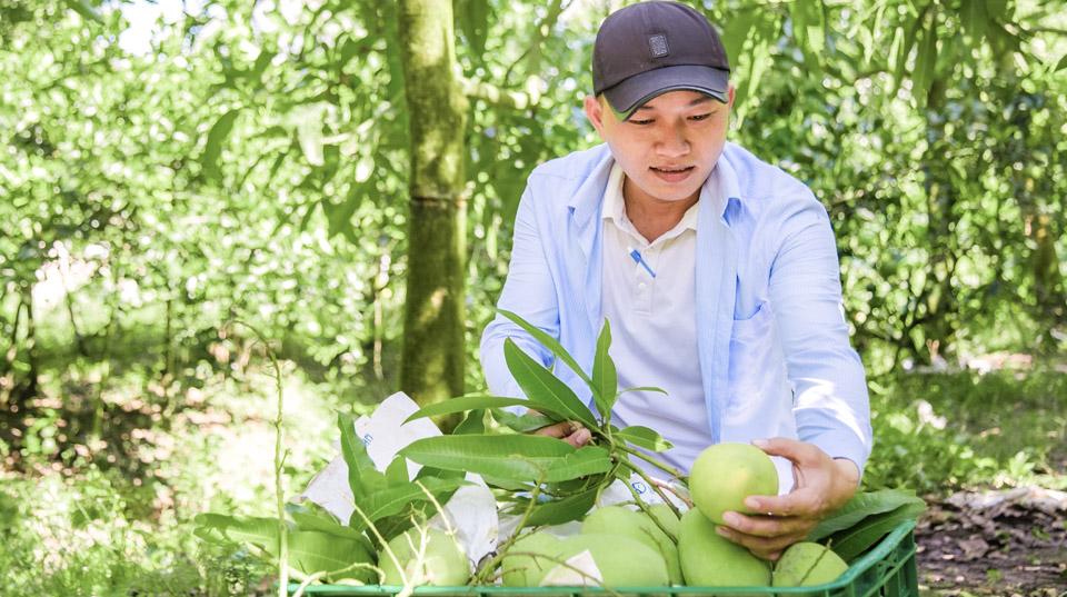 man holding a green mango