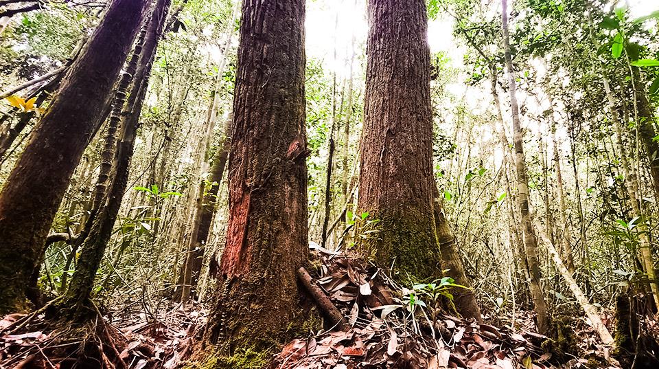 tall tree trunks in a forest