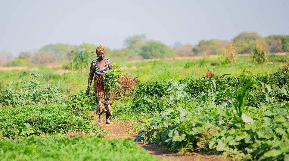 a woman holding vegetables, greenery, path