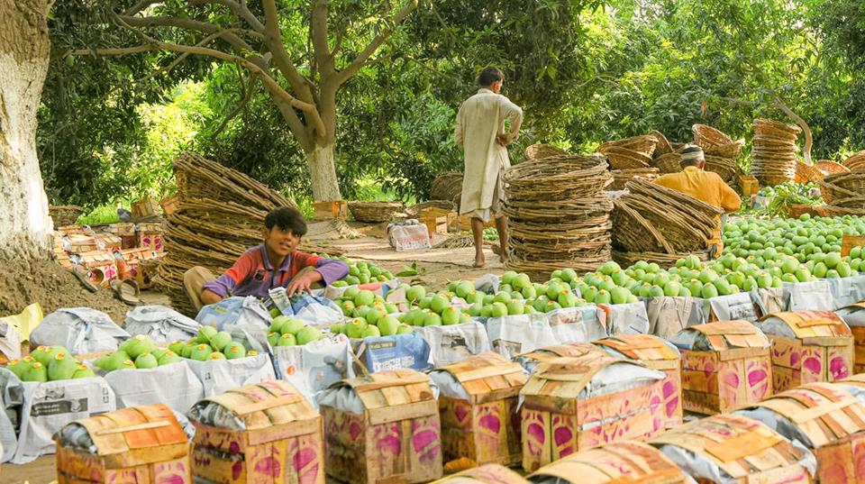 mangos at a market