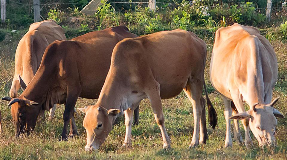 cattle grazing