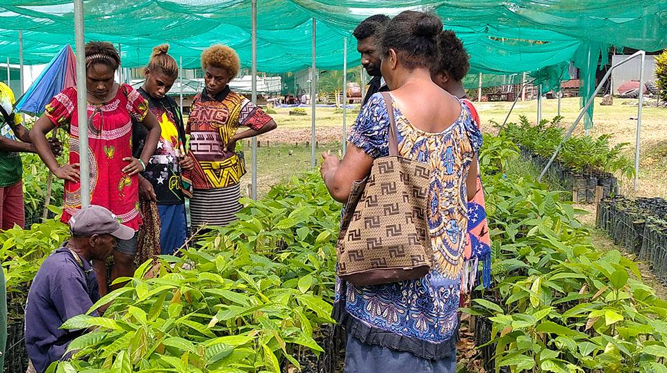 a group of women smallholders at a cocoa plot, underneath a green tarp