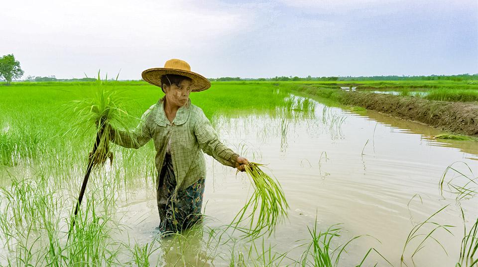 a woman wearing a hat standing in shallow water planting rice