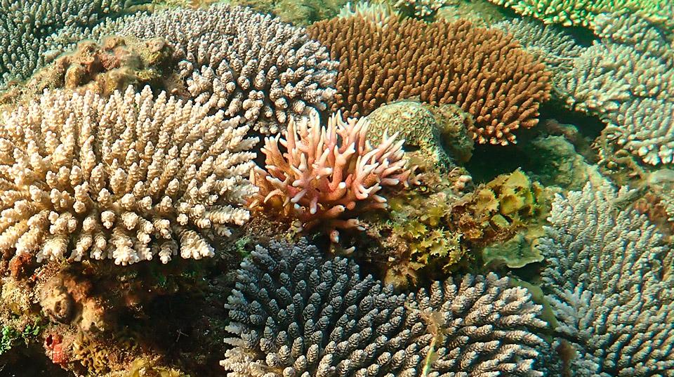 a cluster of coral under sea water