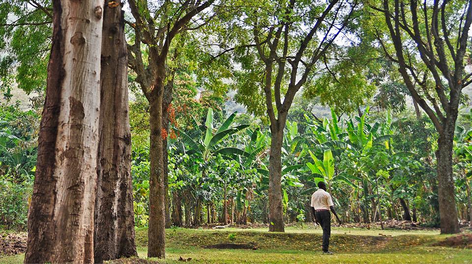 Forestry. Uganda. ACIAR.