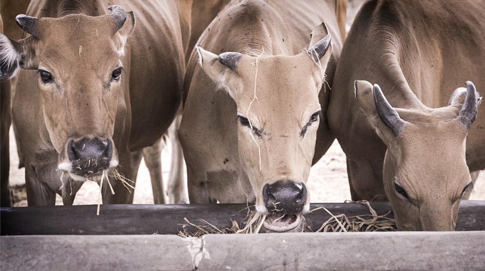 Cattle eating. Timor-Leste