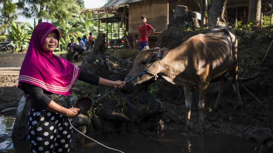 A smallholder farmer in Indonesia with a cow in a small village 