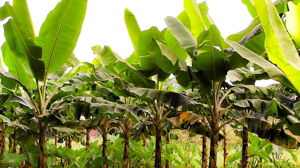 Fusarium wilt disease in banana crops, Indonesia