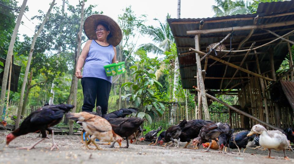 Herminia Moreno feeds their chicken at their farm in the village of Assumption, Koronadal City, Province of South Cotabato, Mindanao, the Philippines.