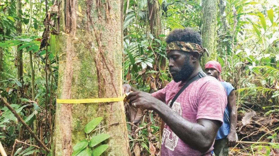 Man measuring a tree