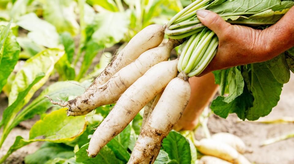 Vegetables-in-the-Philippines