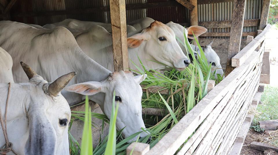 Cattle feeding on freshly cut forage in fattening pens in Kampong Cham province, Cambodia