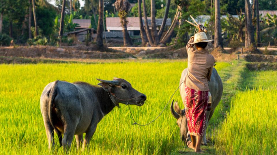 cabi-slam-2021-156-a-woman-leading-cattle-in-a-field