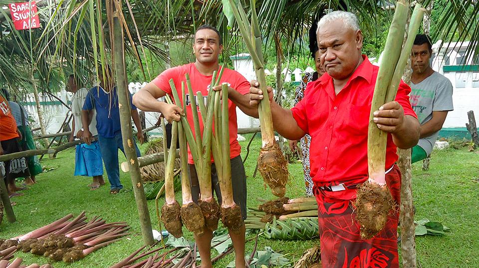 taro in Samoa