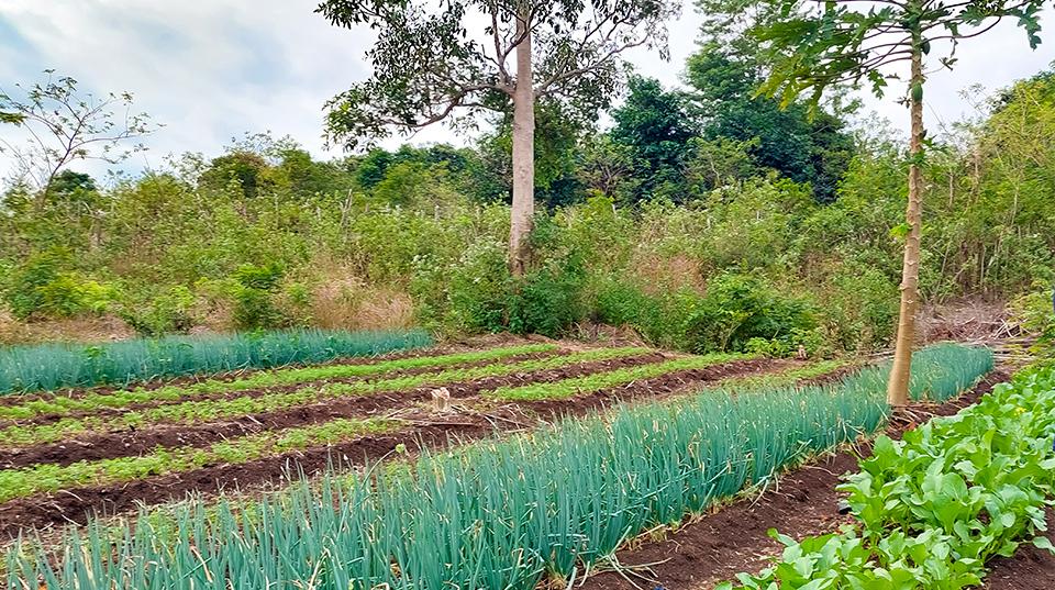 A-vegetable-communal-garden