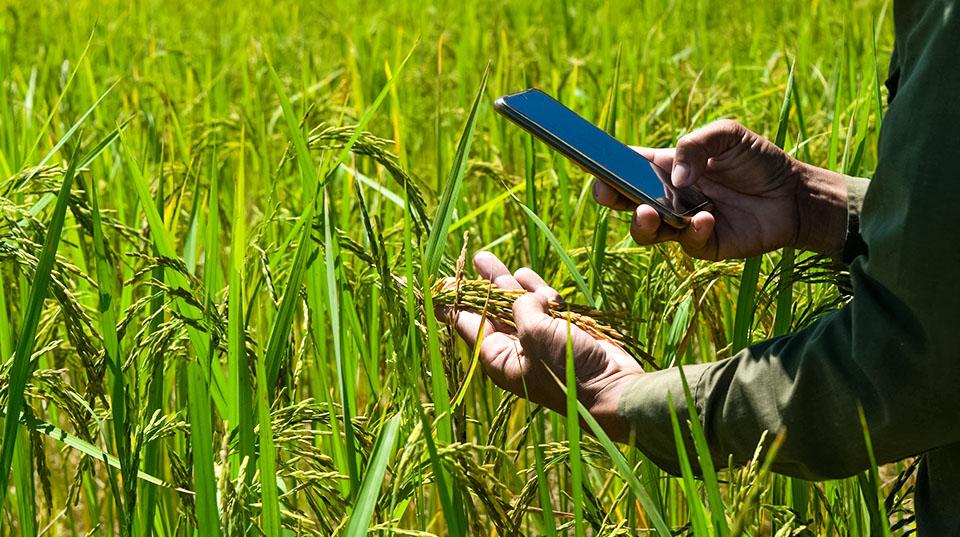 Close up of a person holding wheat blades and a mobile device in a green field