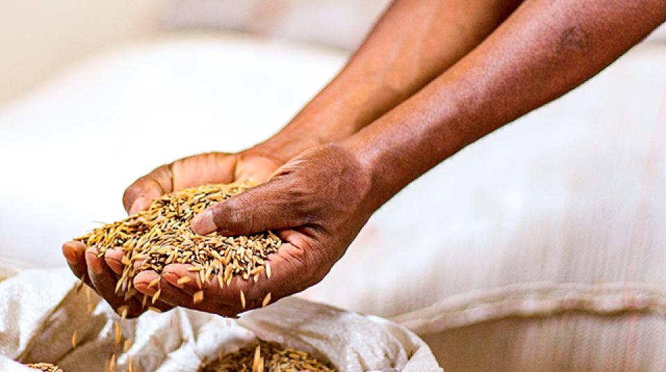 Hands hold rice grains