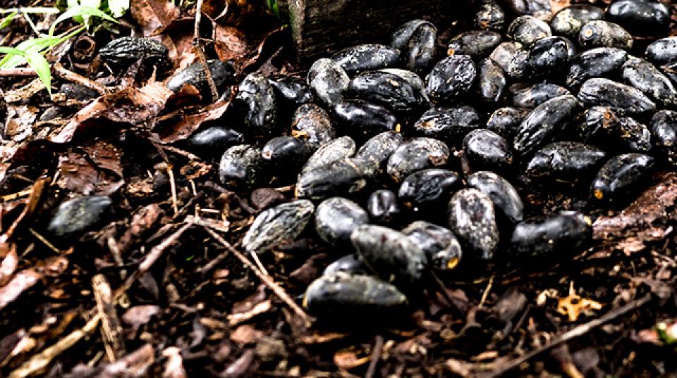 image shows nuts scattered on the ground