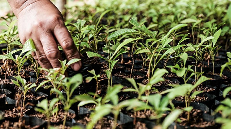 a hand touches small plants on the ground