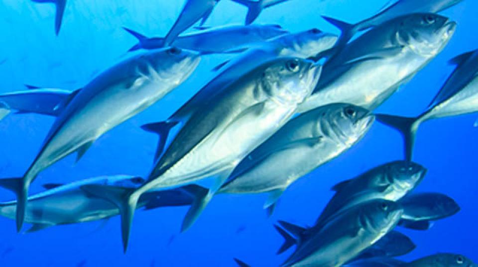 a school of fish in the ocean