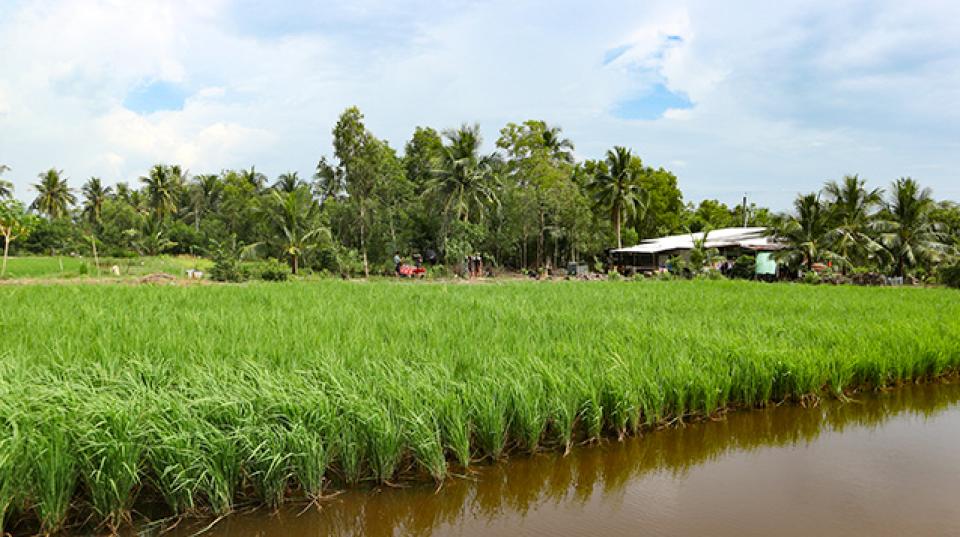 Local rice variety growing at Tan Bang, Vietnam