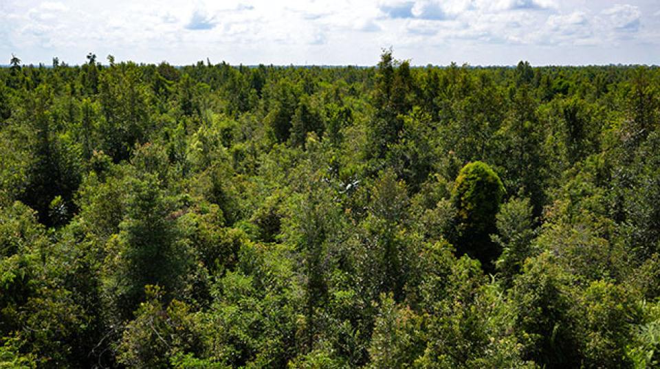 Borneo, Indonesia, Kalimantan, Peatlands