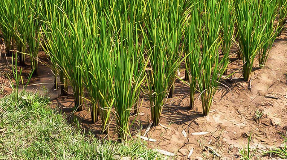 a close up of a rice field in South-East Asia