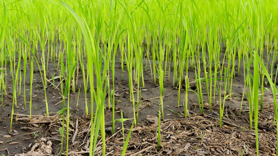 Lao PDR IAS rice field up close