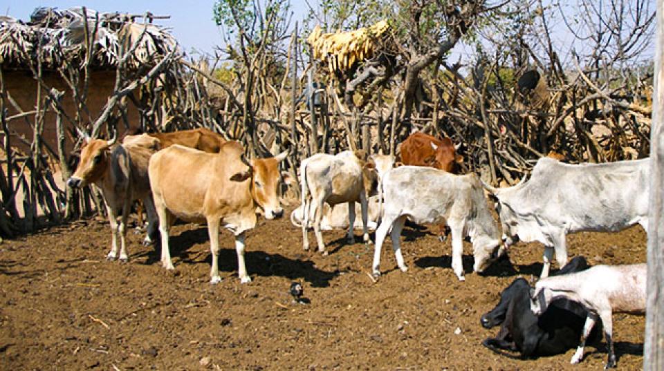 livestock in Africa