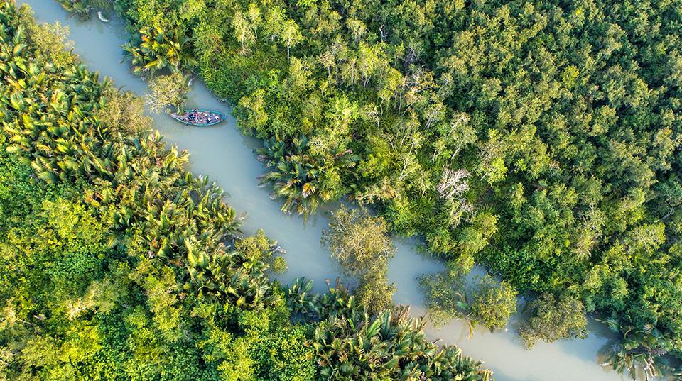 aerial view of a mangrove forest in Sundarbans 