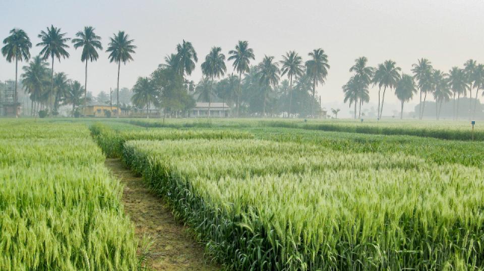 Crop field in Bangaldesh