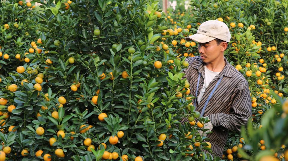 A lush green bush with many orange fruits in the foreground and a man wearing a cap and a long-sleeved shirt stands in the background looking at the fruit.