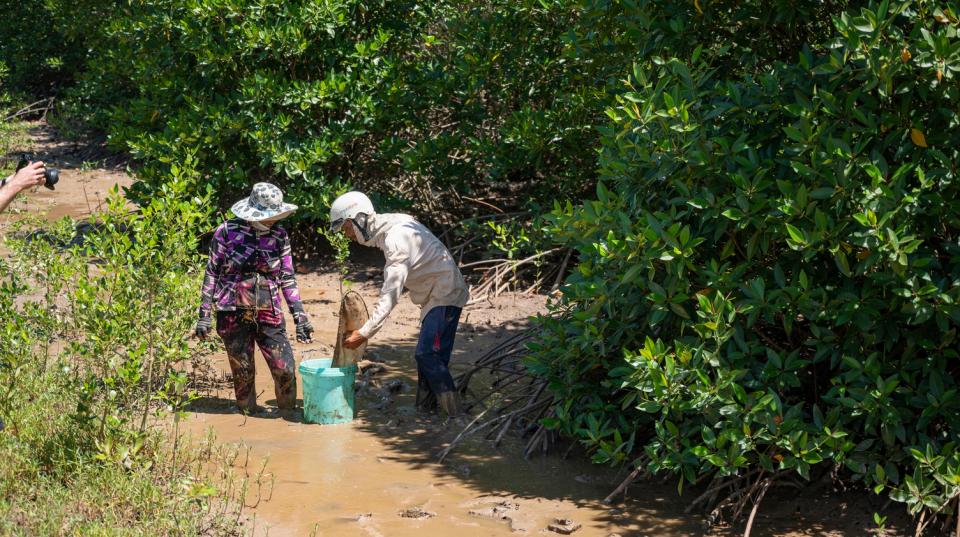 Two people putting catch in bucket in a mangrove 
