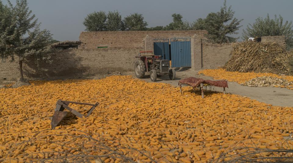 Cobs of corn covering the ground