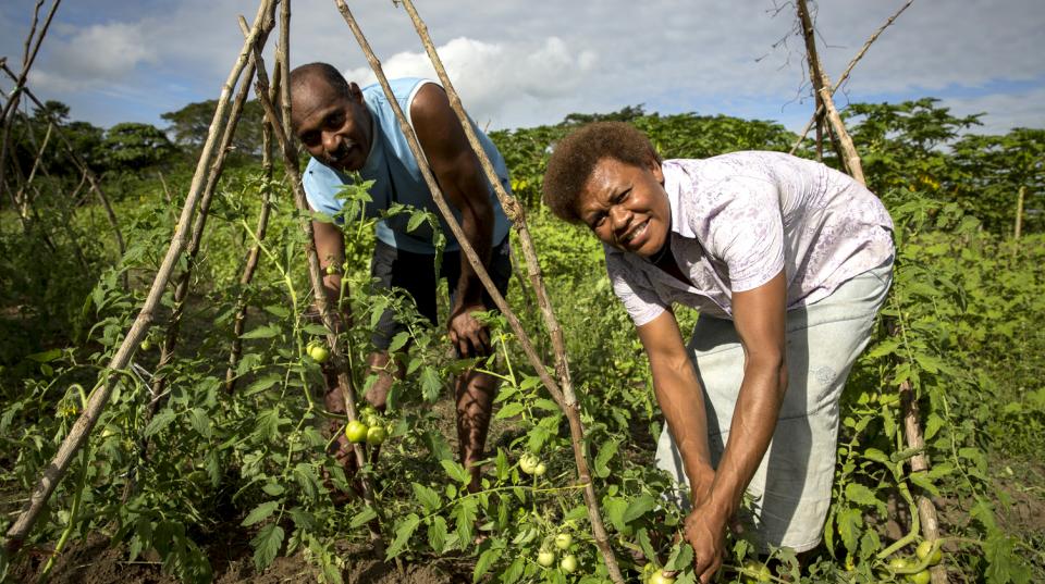 Two people planting tomatoes