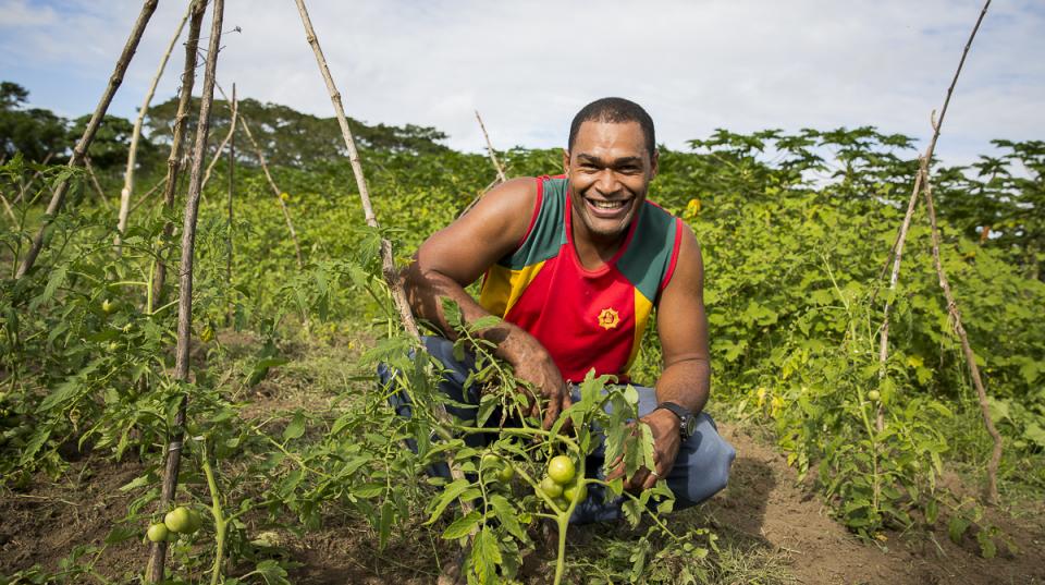 Man kneeling next to a tomato plant